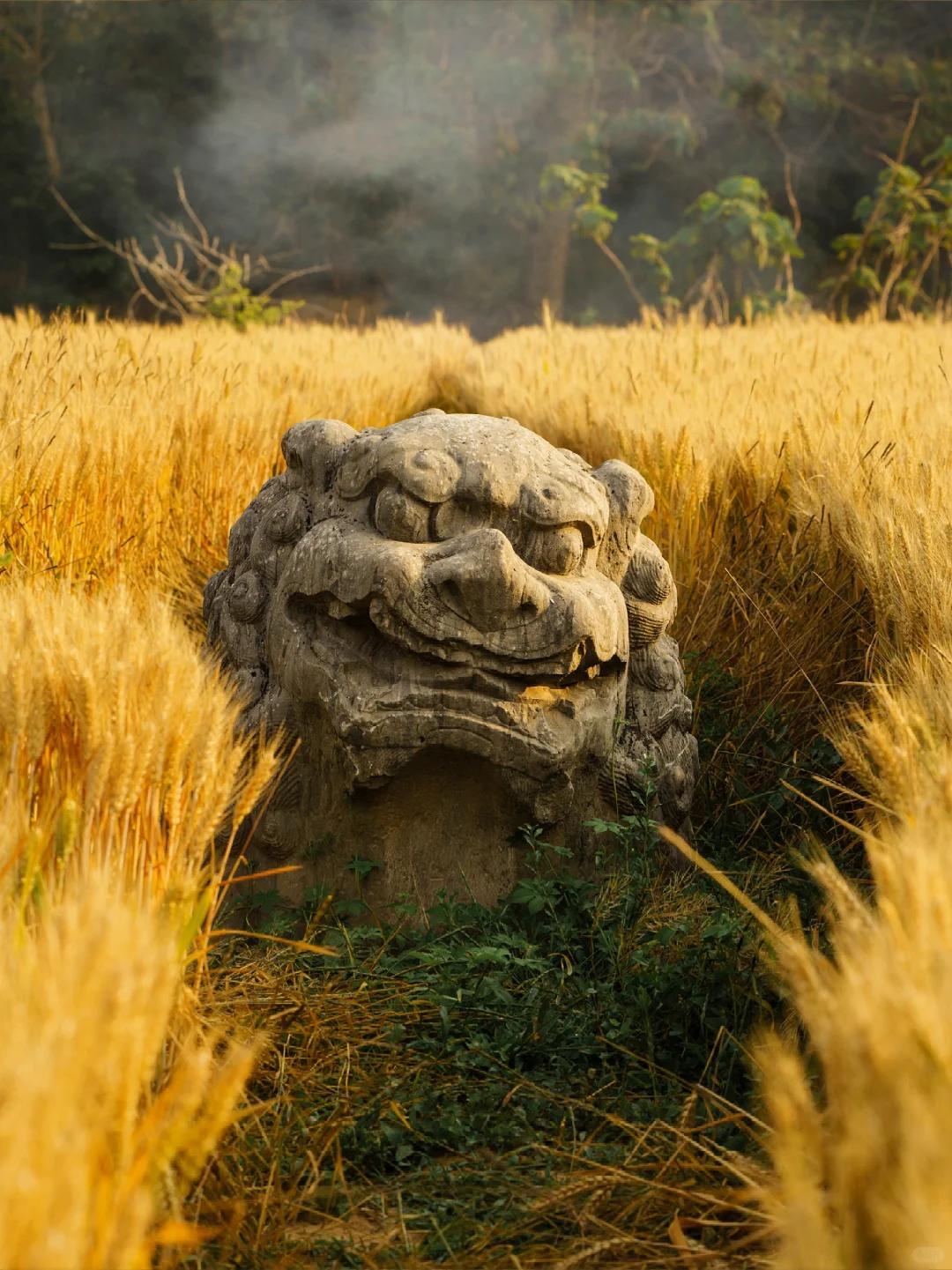 观点丨从宋陵与麦浪“同框”中听到文明交响