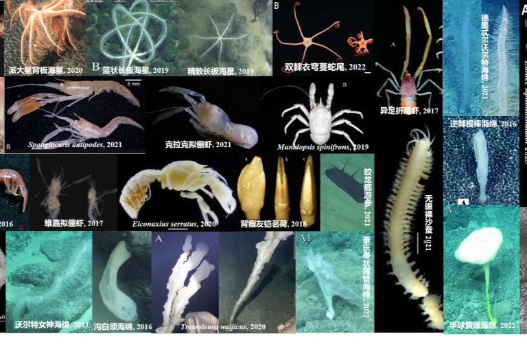 我国发布全球首个深海海山数字化智能系统