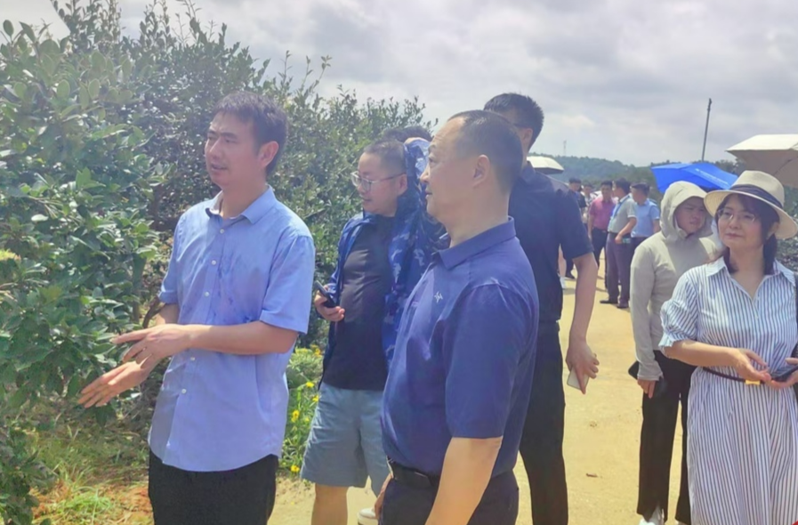 先锋在行动 ▏油茶“专家团”解锁千亿级宝藏，千年油茶焕新生