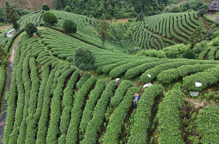 茶香漫青山