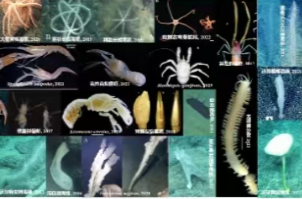 我国发布全球首个深海海山数字化智能系统