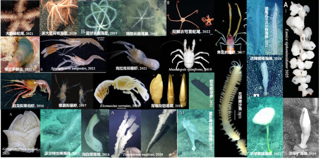 我国发布全球首个深海海山数字化智能系统