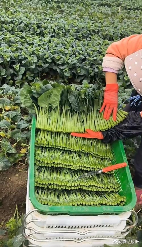 观点丨直播助农，功夫要下在镜头外
