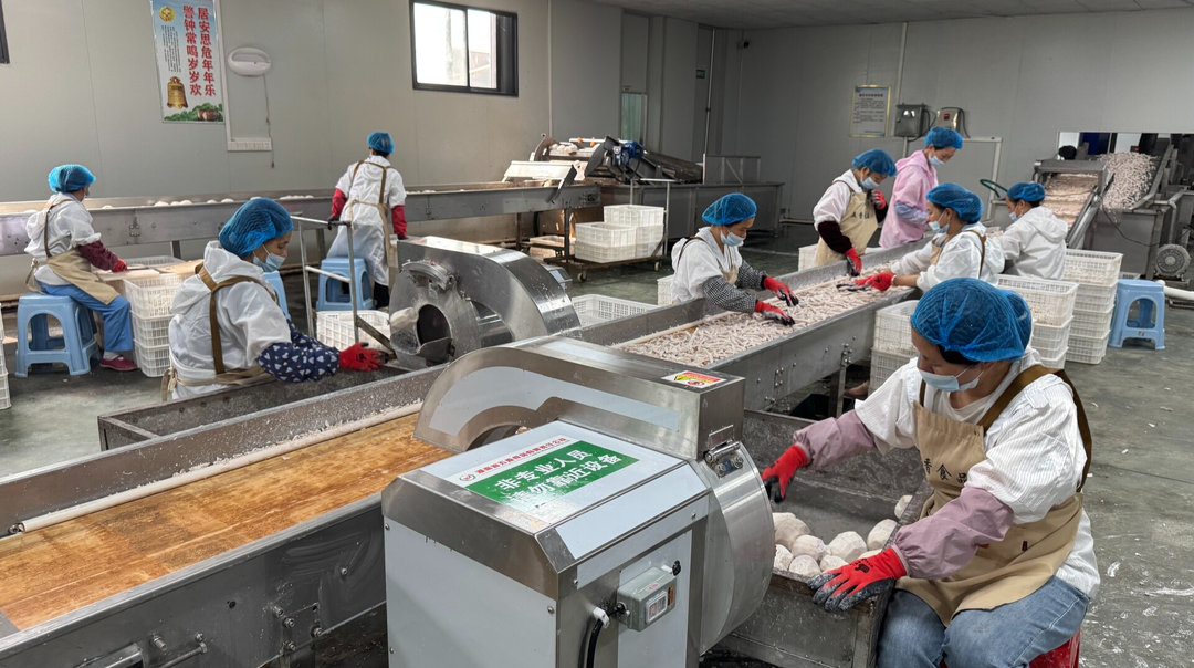 江永：夏日冷饮“热潮”，带动香芋加工企业产销两旺
