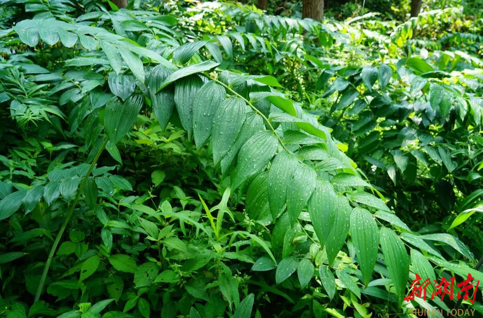 湖南省文史研究馆来新调研黄精产业