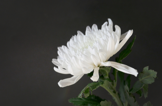 热地同志遗体在京火化 习近平等到八宝山革命公墓送别