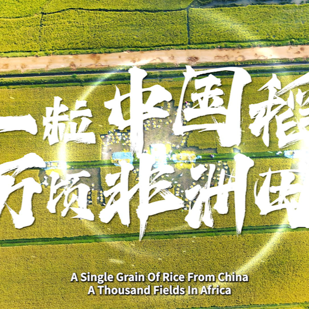 一粒中国稻，万顷非洲田