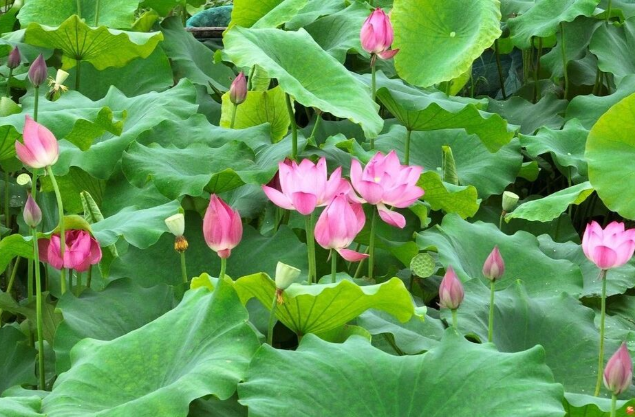 组图丨宜章玉溪镇：荷花盛放 夏日画卷