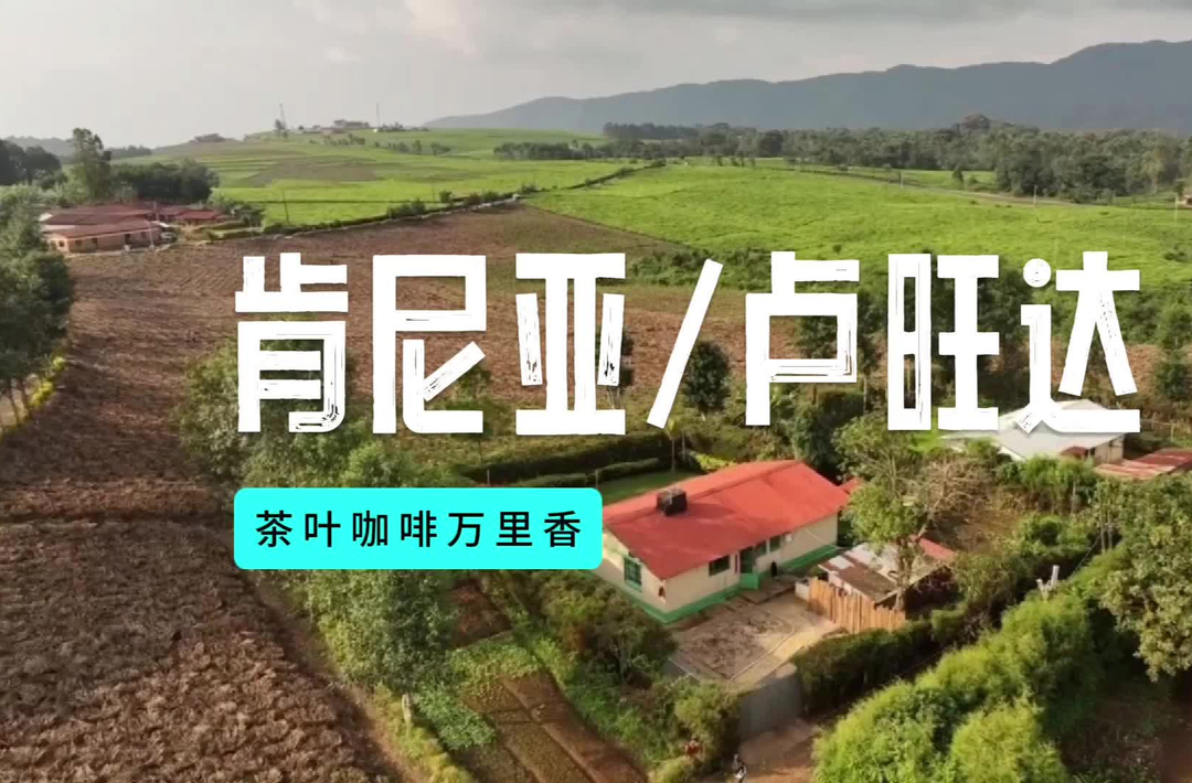 肯尼亚/卢旺达：咖啡茶叶共飘香