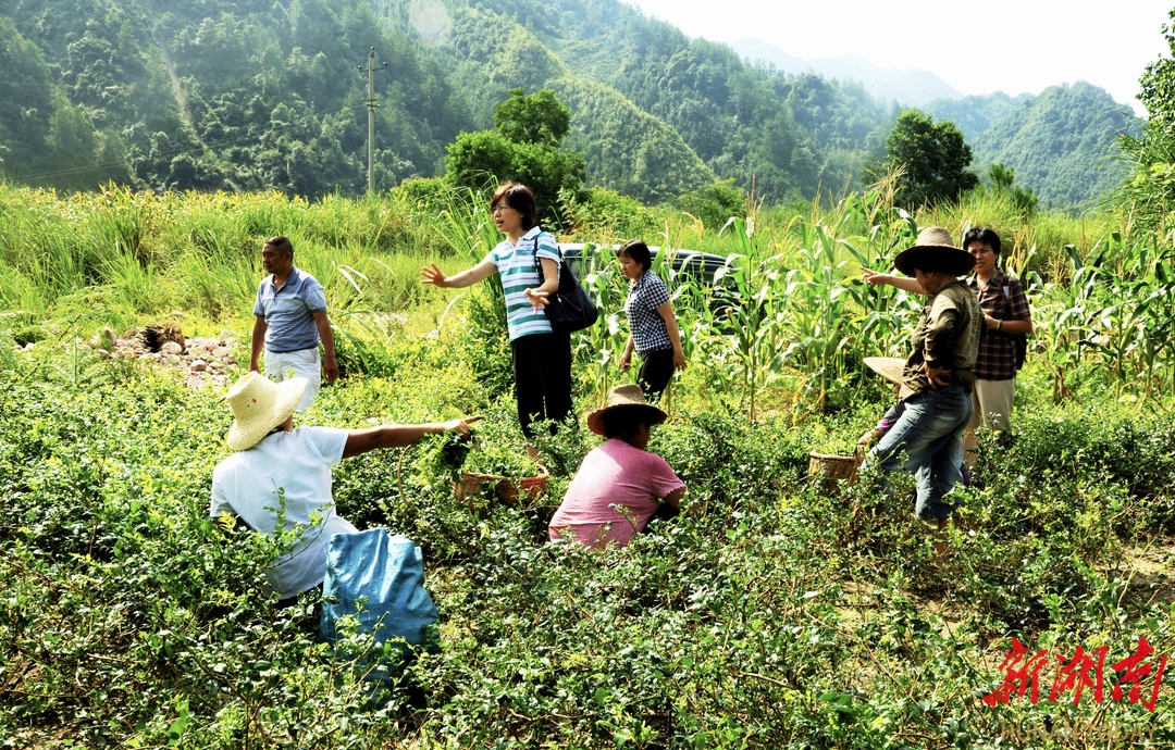美文欣赏丨溯源莓茶第二代