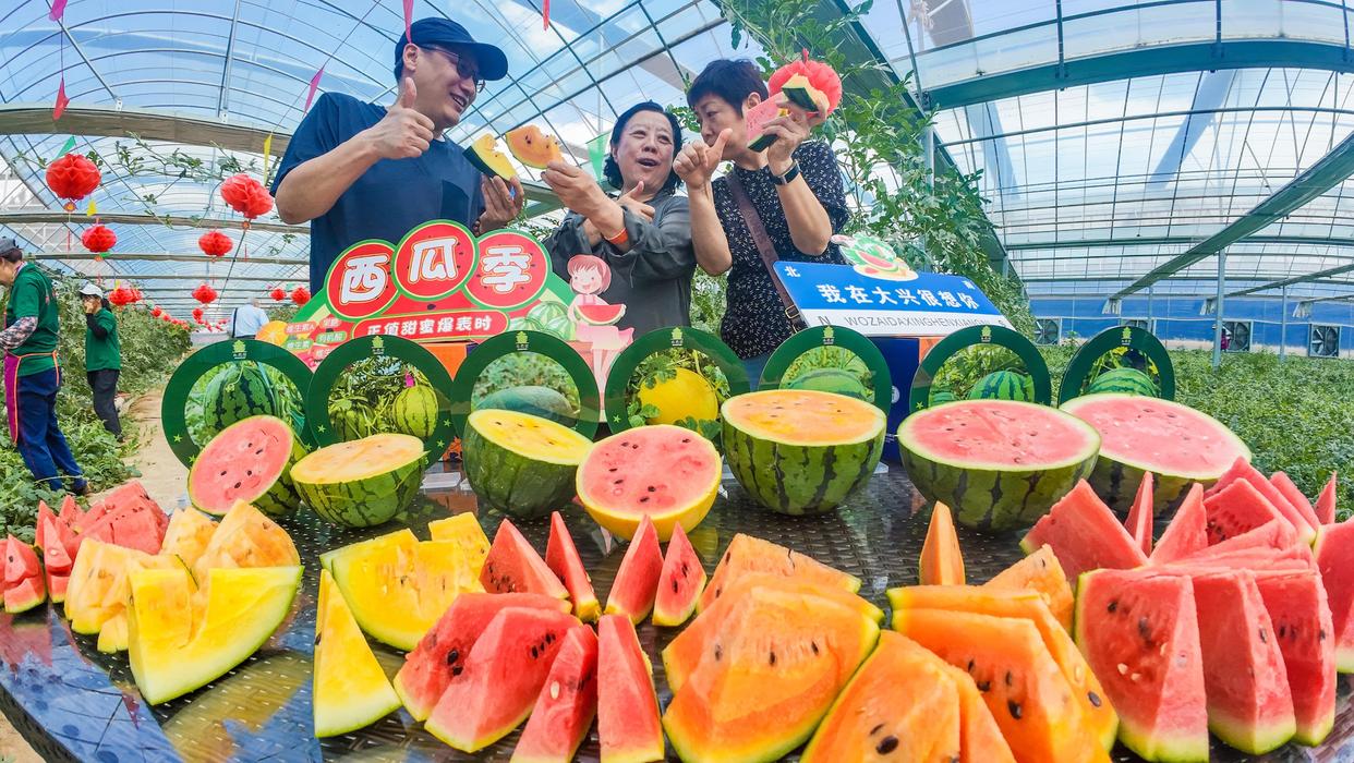 永定河畔，多彩大兴西瓜迎夏日