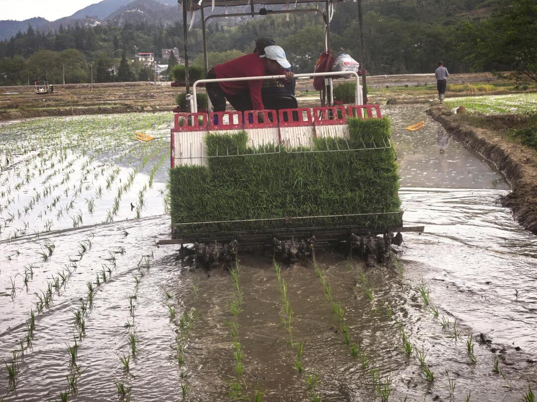 桂东四都：千亩“冷水米”托起乡村振兴梦
