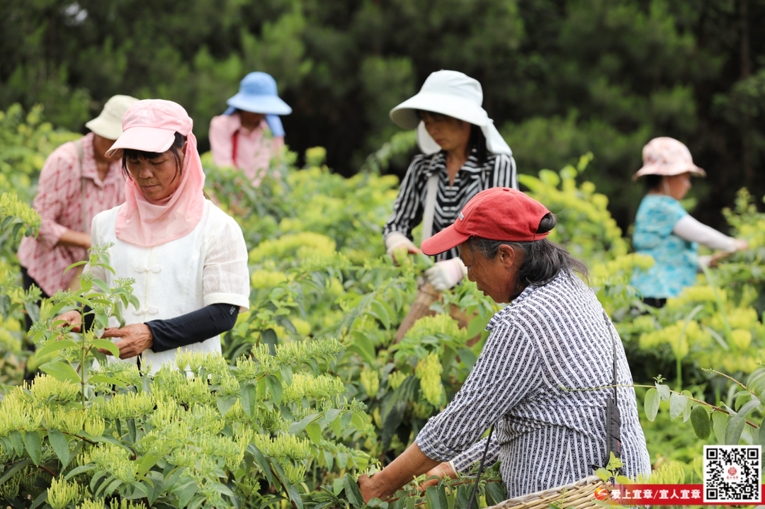 宜章县灵祠村：金银花开摘“金银”