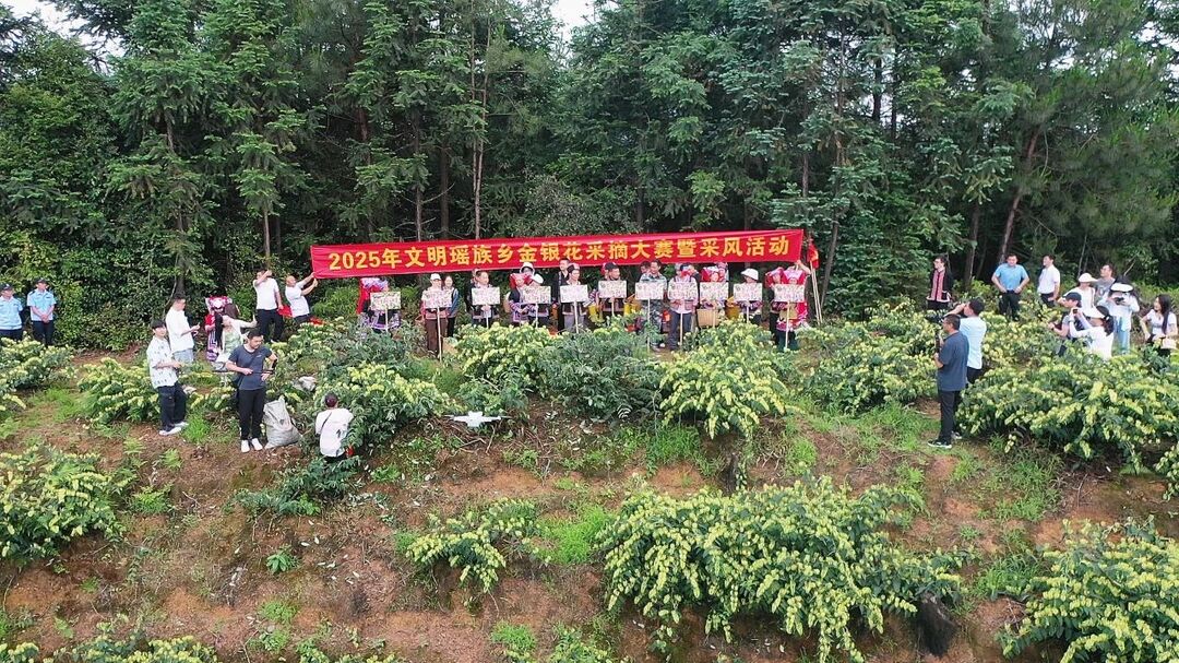 汝城：瑶乡金银花采摘忙