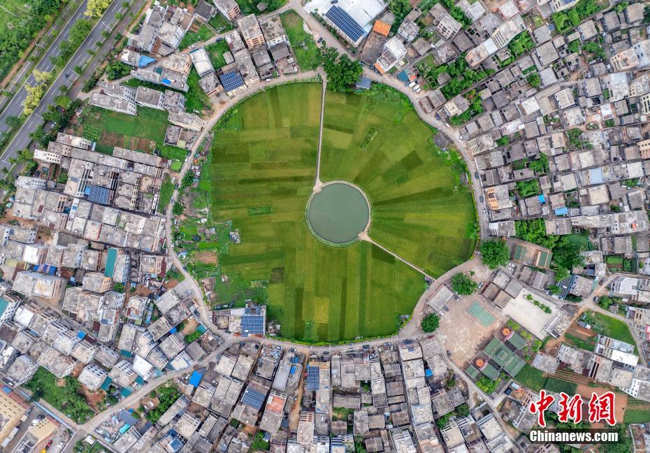 航拍海口“太極村”：400年古村落巧筑“大地時鐘”
