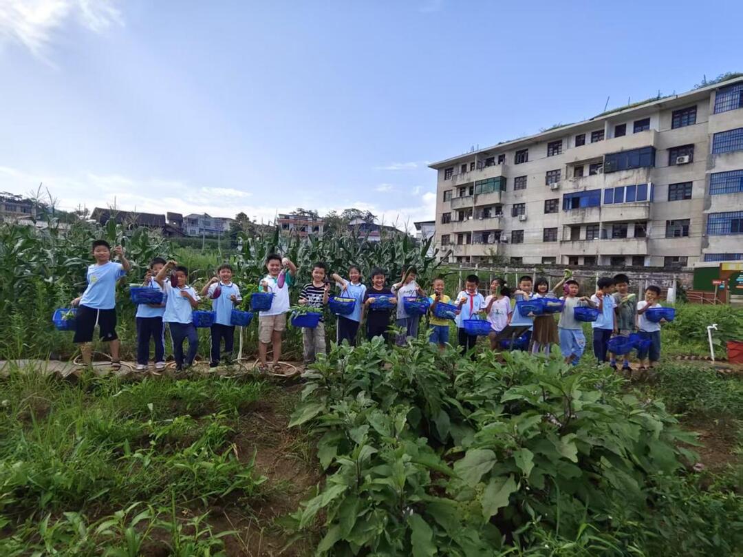 新邵县小塘镇中心小学：田间地头践真知，劳动教育绽新花