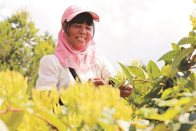 宜章县：金银花开“金银”来