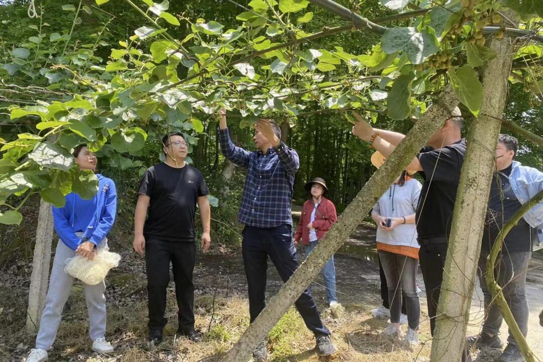 保靖县启动超敏蛋白复合酶技术实验示范