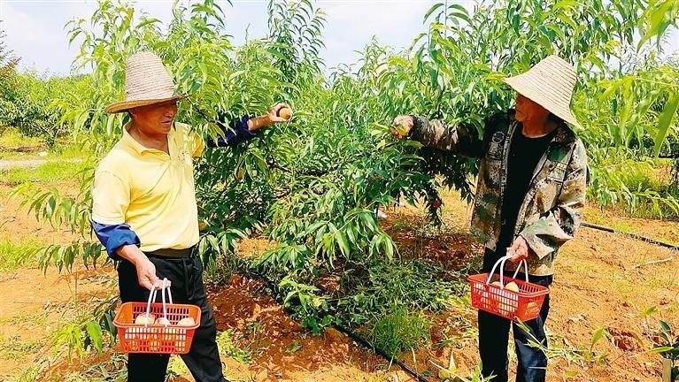 苏仙区：水蜜桃熟“甜蜜”收