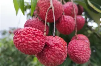 今日科普｜多吃荔枝，为何反而会得“低血糖”？