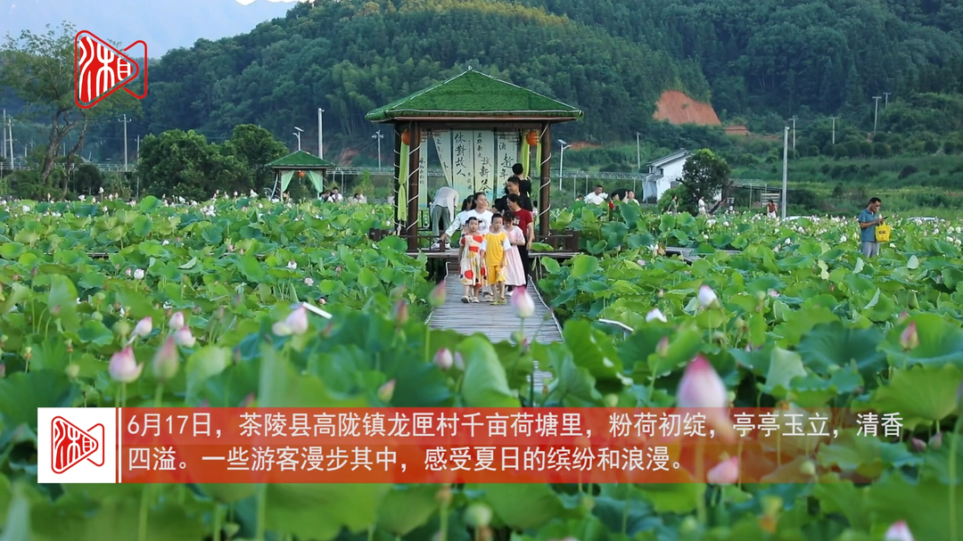 茶陵：千畝荷花競(jìng)相綻放