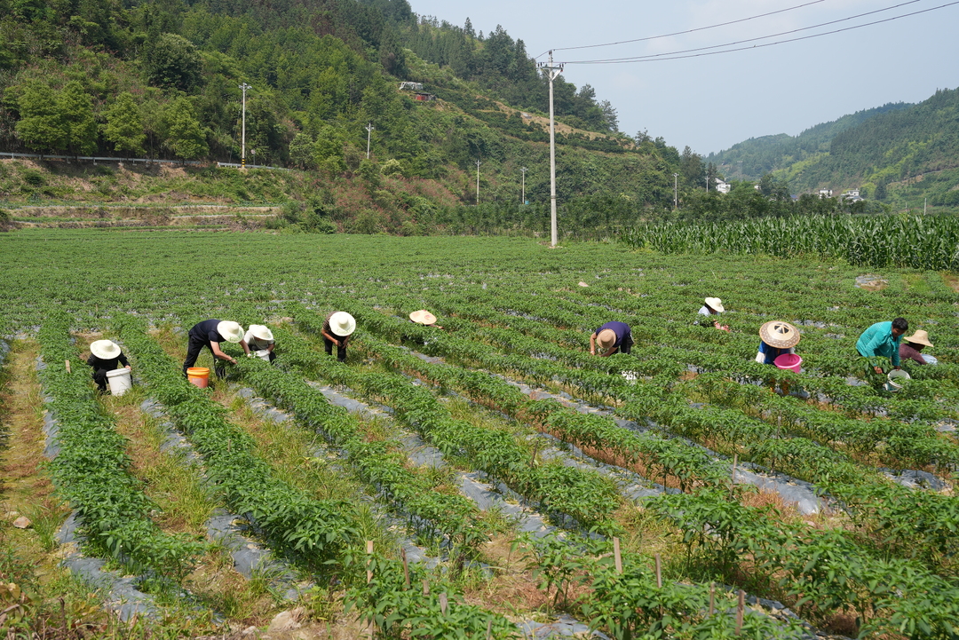 保靖县客寨村“一地多种” 绘就乡村振兴好“丰”景