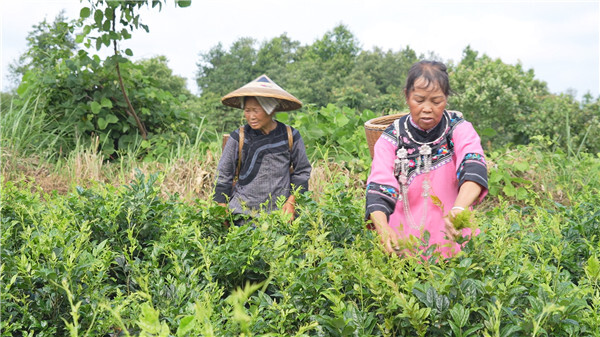 凤凰县香炉山村雪茶香 产业振兴正当时