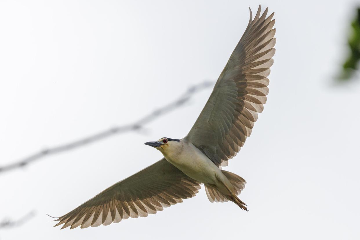 密云水庫(kù)鳥(niǎo)島首批幼鳥(niǎo)成功離巢試飛