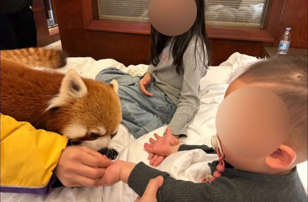 小熊猫叫早服务，被叫停！