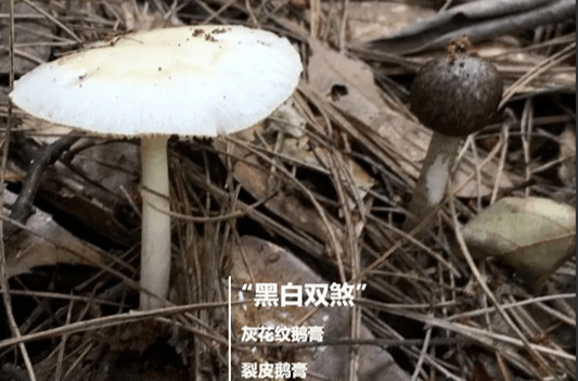 已发生多起野生蘑菇中毒事件，湖南疾控发布相关提醒