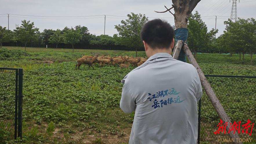 麋鹿踏绿而来，共赴生态之约