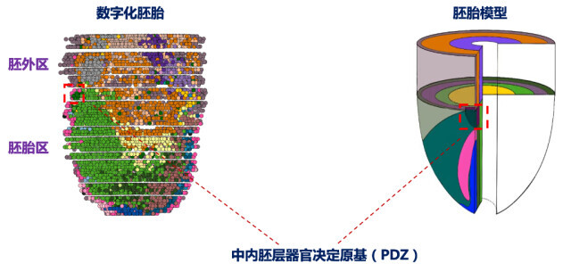 单细胞数字胚胎“破译”心脏发育密码