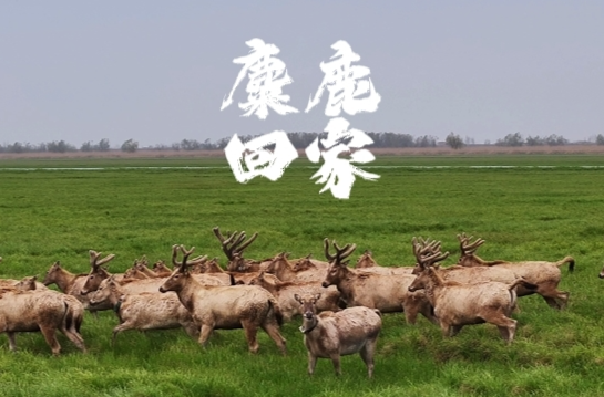 麋鹿回家