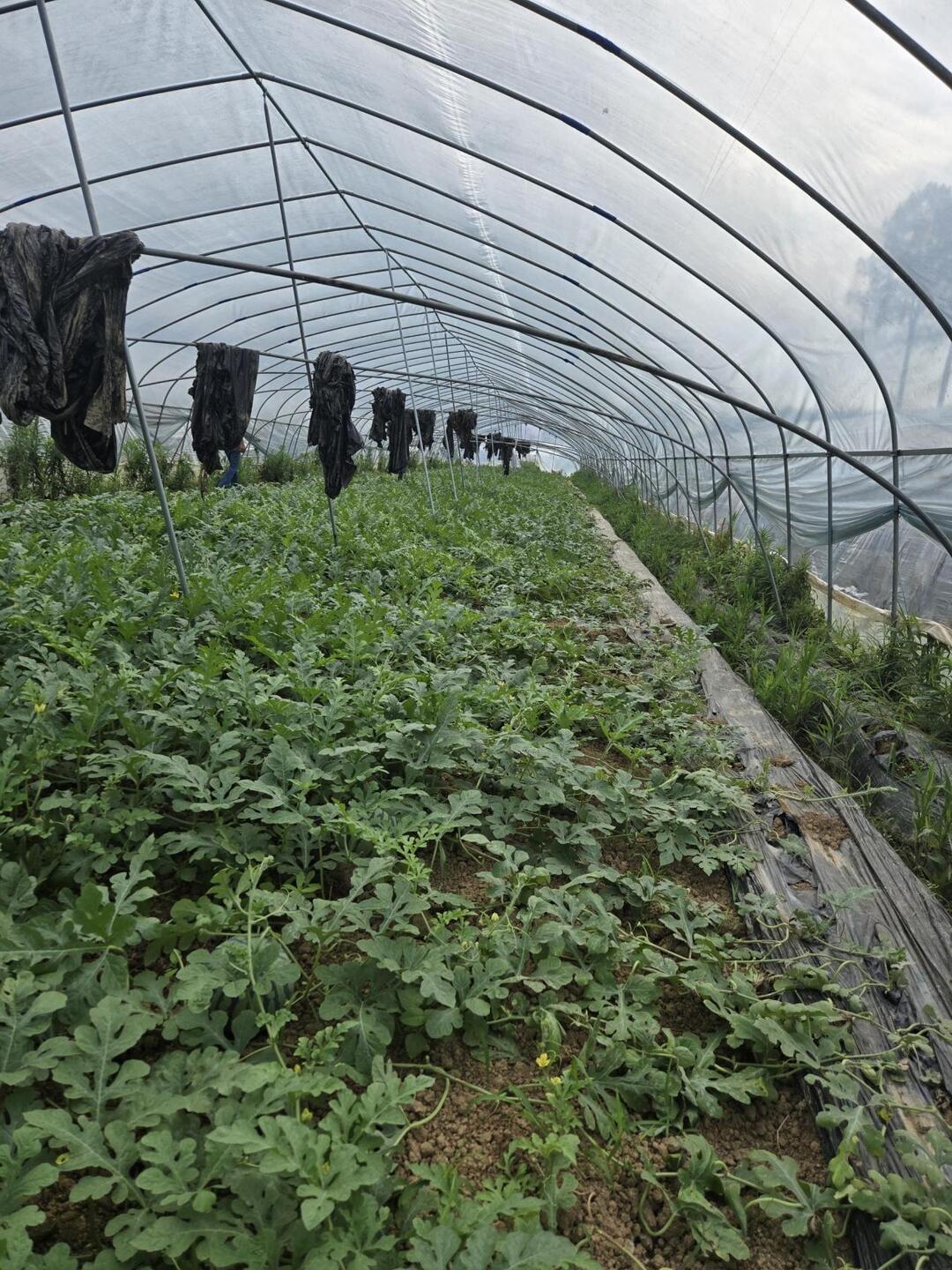 邵阳县长阳铺镇特色种植助农增收