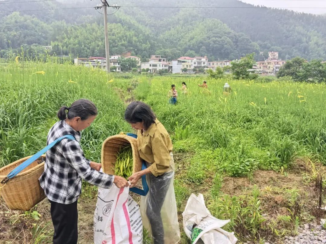 桂阳县桥市乡：1600亩黄花菜丰收 金“黄花”铺就乡村振兴“黄金路”
