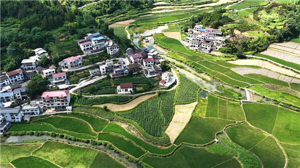 凤凰县茨岩社区豇豆与魔芋喜获丰收