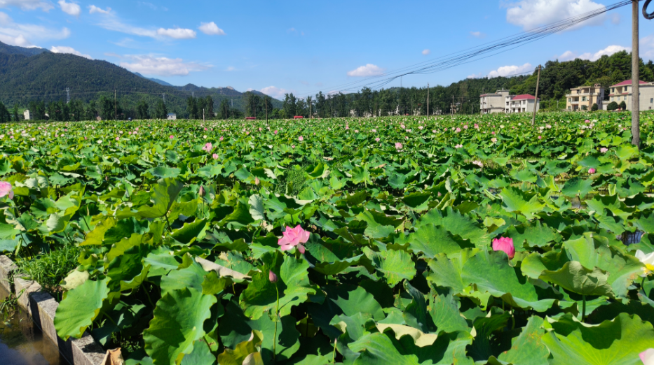 城步西岩镇：深耕沃土筑粮仓，特色农业铺就绿色致富路