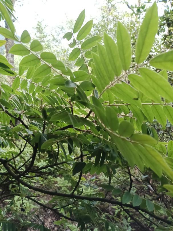 南山国家公园候选区新发现国家一级保护植物！
