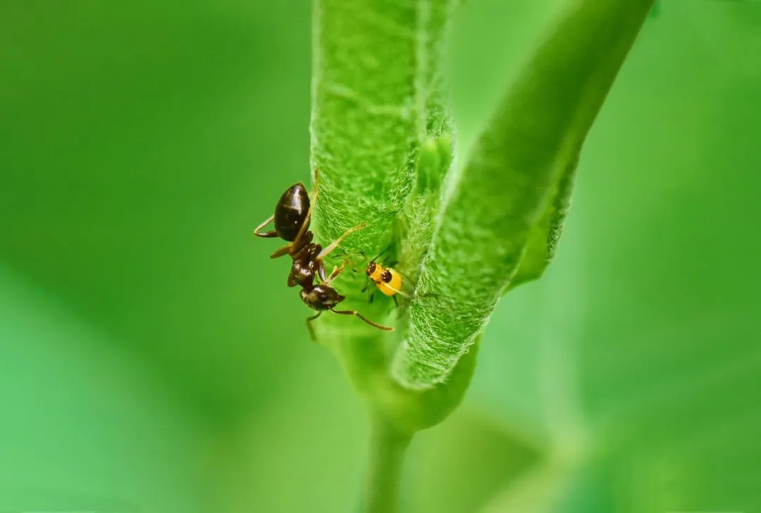 蚂蚁从恐龙时代就开始有组织架构？科学家重构蚁科的生命之树