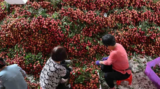 长安的荔枝，到底来自哪里？