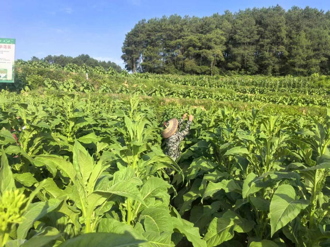 凤凰县科技赋能提质量 烟农增收信心足