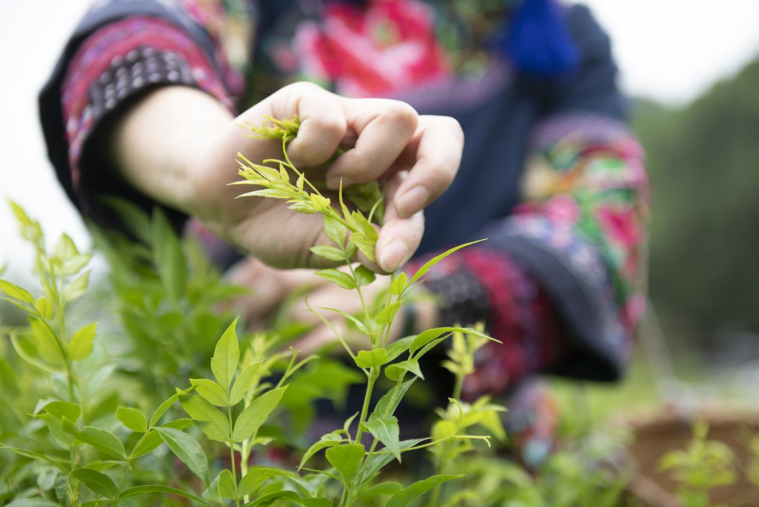有奖征集，最高5万！张家界莓茶宣传口号，邀您共创！