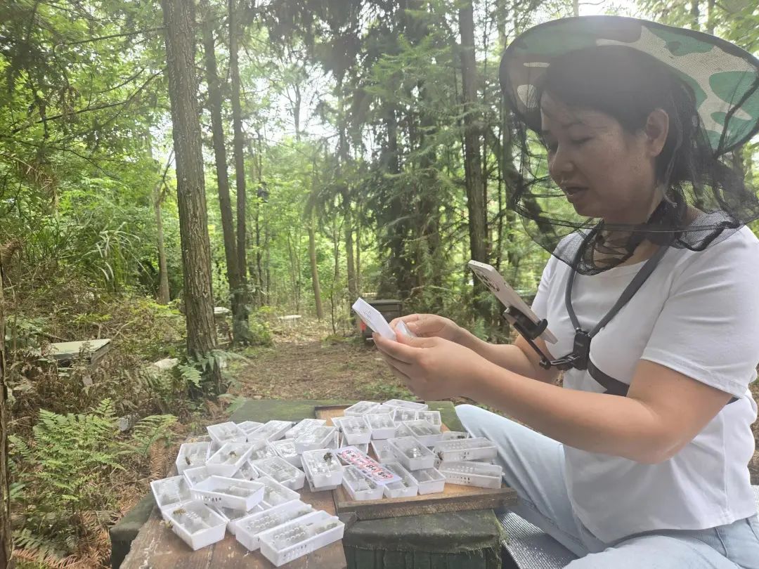桂阳县：华中中蜂繁育忙 甜蜜经济促振兴