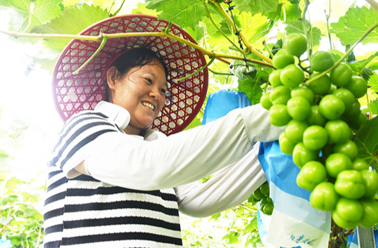 Farmers Busy with Summer Farmwork During Xiazhi Solar Term