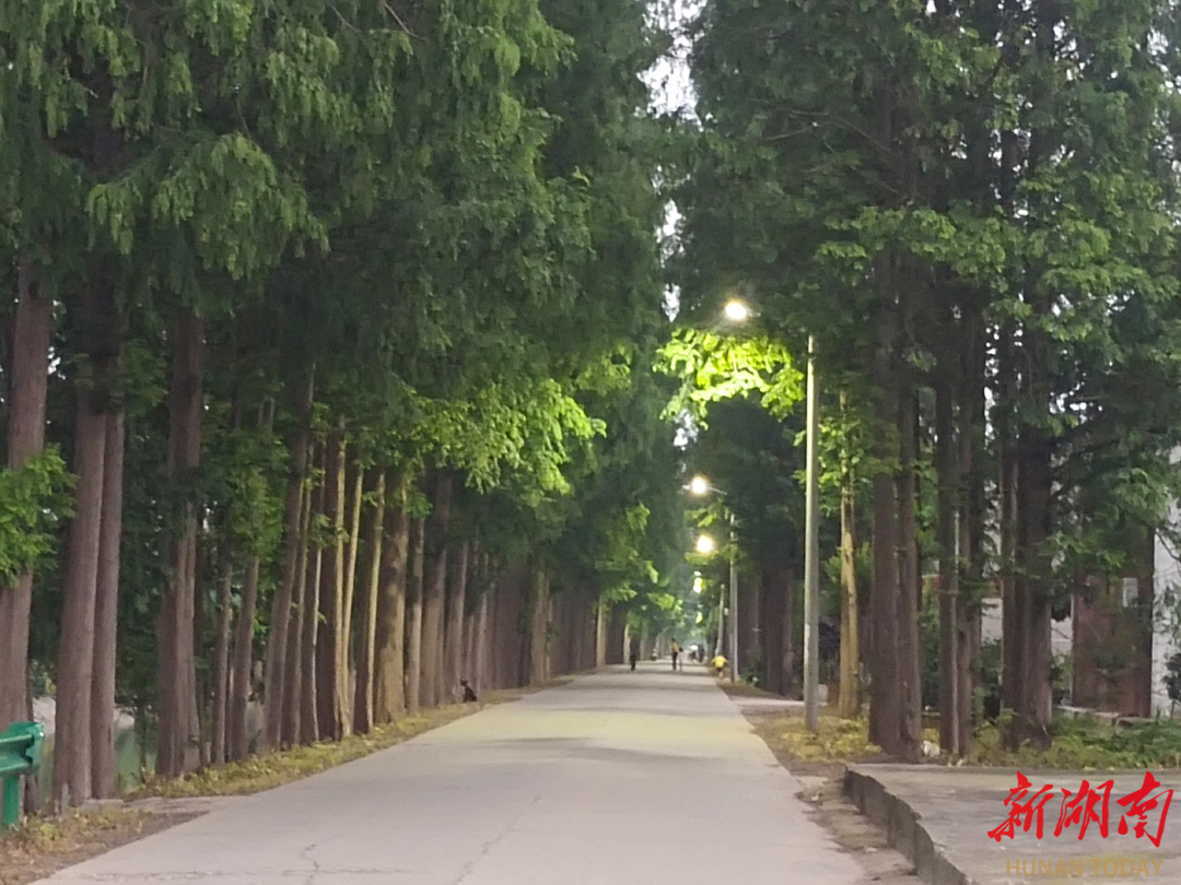 大通湖區(qū)河心洲村：一個月內(nèi)，180盞路燈“上崗”！