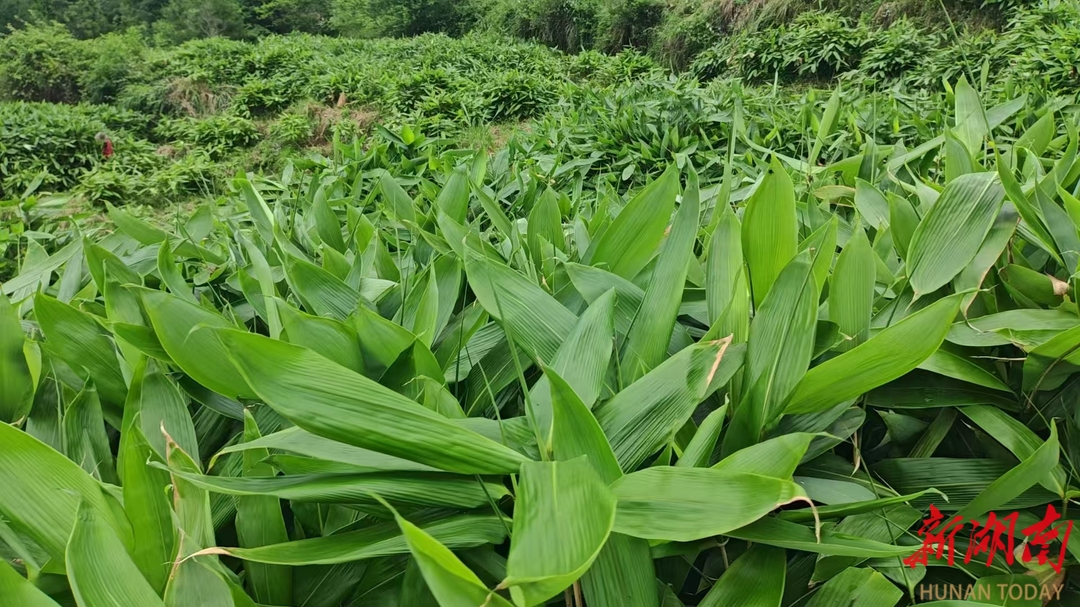 美文欣賞丨瑞塔鋪的生態(tài)粽葉