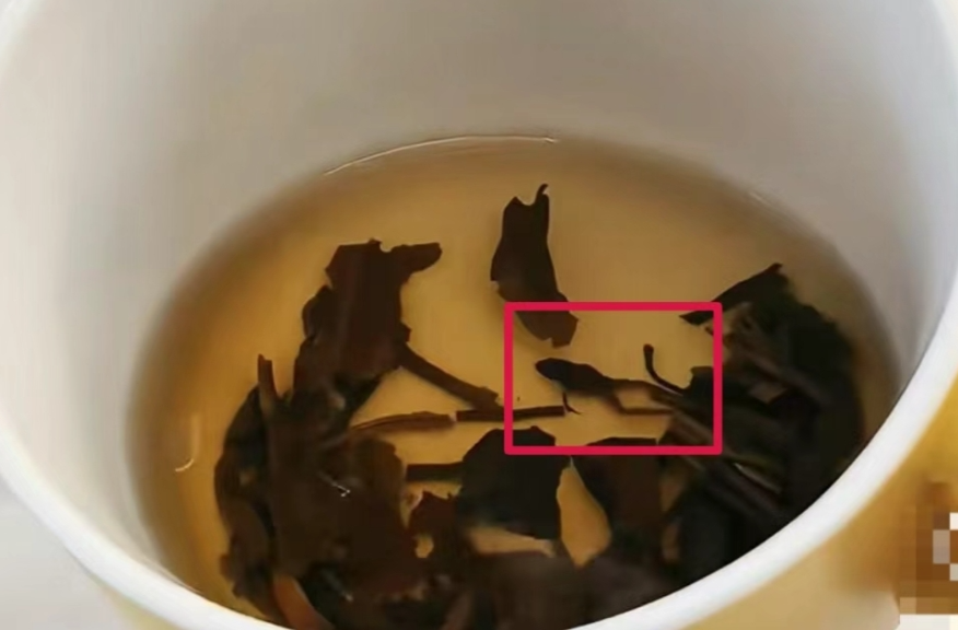 知名茶饮被曝喝出青蛙，当事人：太恶心了，差点喝进嘴里