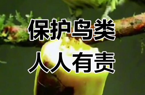 爱鸟护鸟，这些专业团队在行动