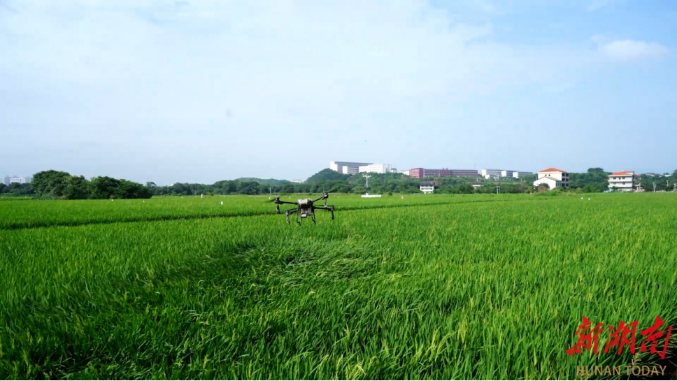 衡阳市：加快建设现代化农业产业体系  力争到2030年，全市粮食播种面积稳定在720万亩以上，粮食生产能力逾335万吨