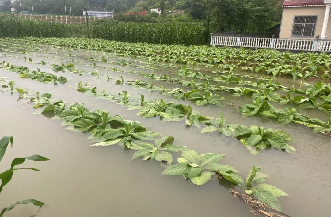 龙山争分夺秒挽回烟叶损失